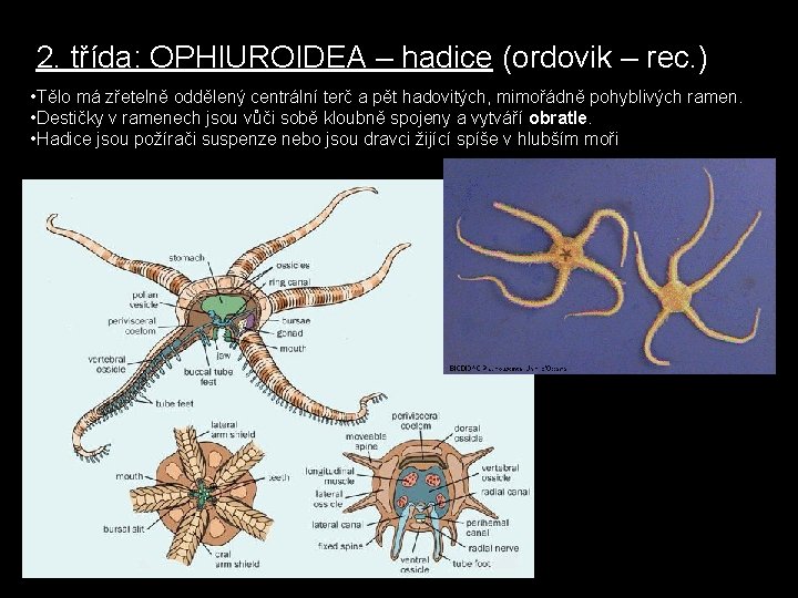 2. třída: OPHIUROIDEA – hadice (ordovik – rec. ) • Tělo má zřetelně oddělený