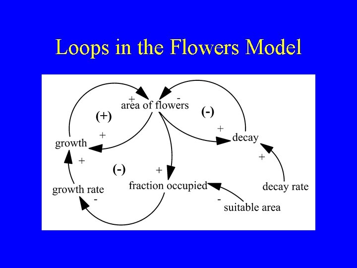Loops in the Flowers Model Loops in the Flowers Model