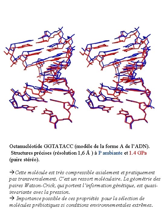Octanucléotide GGTATACC (modèle de la forme A de l’ADN). Structures précises (résolution 1, 6