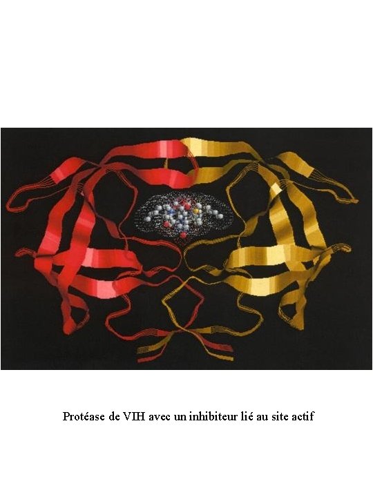 Protéase de VIH avec un inhibiteur lié au site actif 