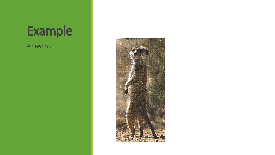 Example A meerkat 