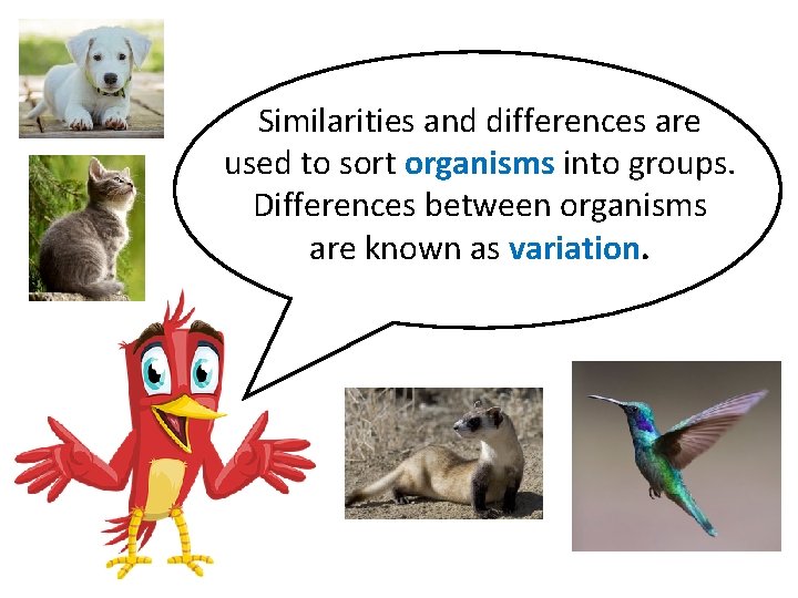 Similarities and differences are used to sort organisms into groups. Differences between organisms are