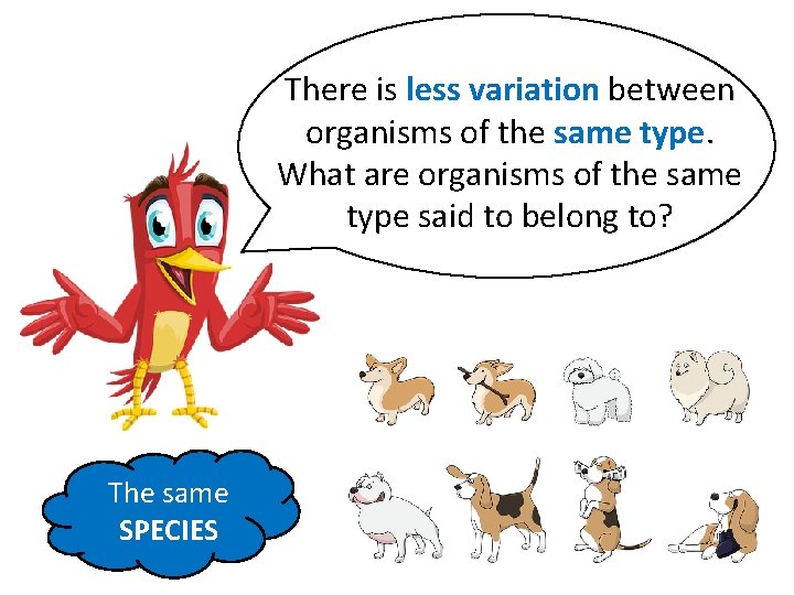 There is less variation between organisms of the same type. What are organisms of