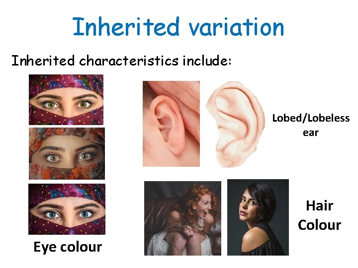Inherited variation Inherited characteristics include: Lobed/Lobeless ear Hair Colour Eye colour 