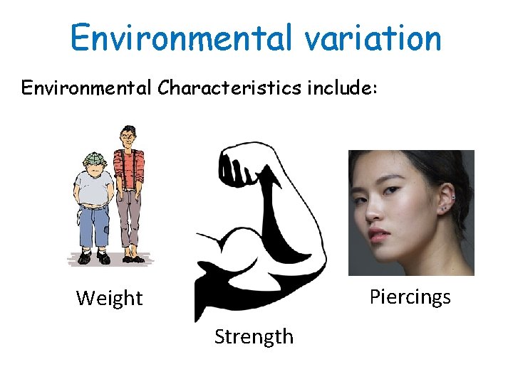 Environmental variation Environmental Characteristics include: Piercings Weight Strength 