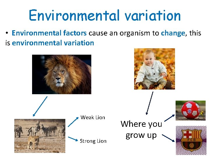 Environmental variation • Environmental factors cause an organism to change, this is environmental variation