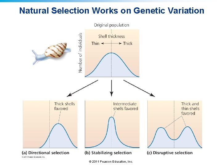 Natural Selection Works on Genetic Variation © 2011 Pearson Education, Inc. 