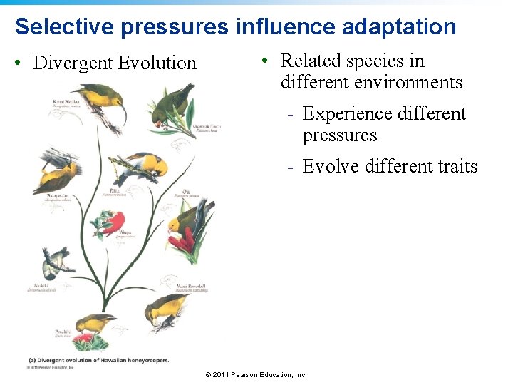Selective pressures influence adaptation • Divergent Evolution • Related species in different environments -