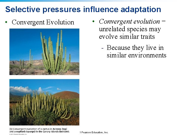 Selective pressures influence adaptation • Convergent Evolution • Convergent evolution = unrelated species may