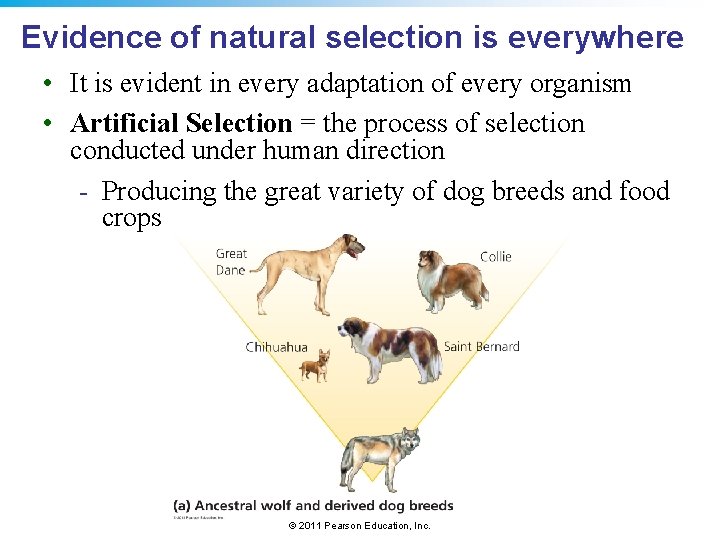 Evidence of natural selection is everywhere • It is evident in every adaptation of