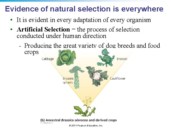 Evidence of natural selection is everywhere • It is evident in every adaptation of