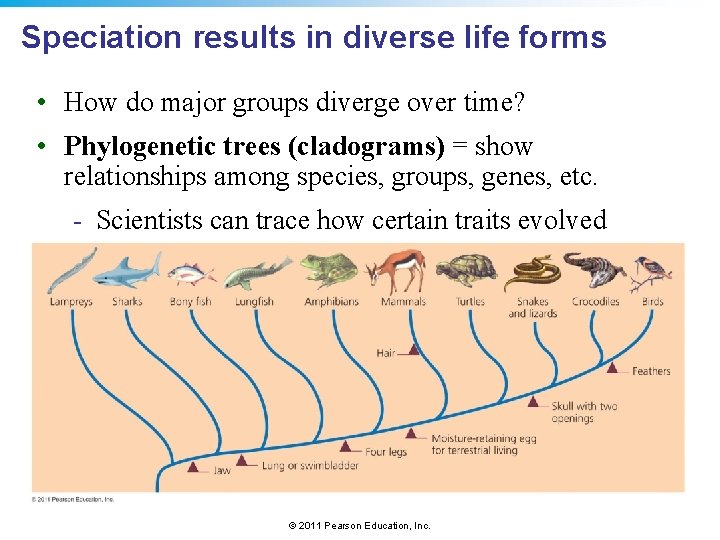 Speciation results in diverse life forms • How do major groups diverge over time?