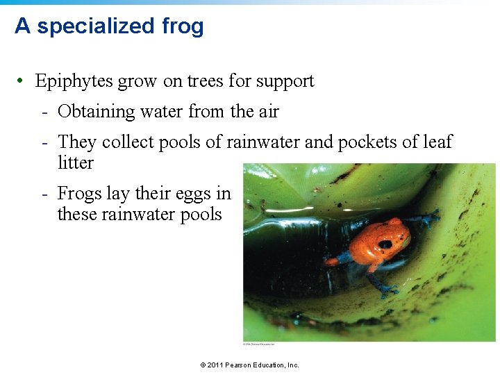 A specialized frog • Epiphytes grow on trees for support - Obtaining water from
