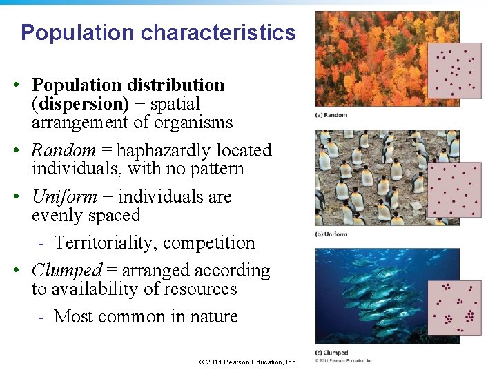 Population characteristics • Population distribution (dispersion) = spatial arrangement of organisms • Random =