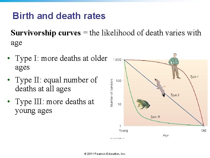 Birth and death rates Survivorship curves = the likelihood of death varies with age
