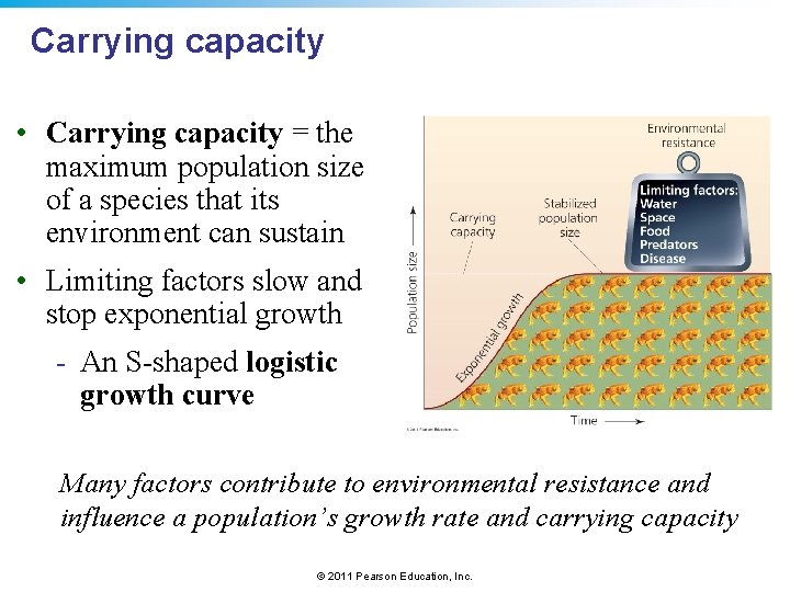 Carrying capacity • Carrying capacity = the maximum population size of a species that