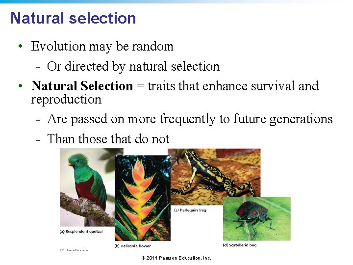 Natural selection • Evolution may be random - Or directed by natural selection •