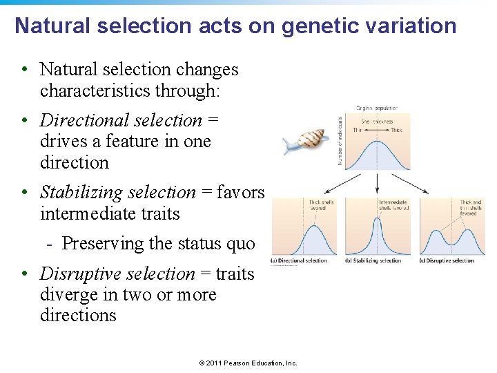 Natural selection acts on genetic variation • Natural selection changes characteristics through: • Directional