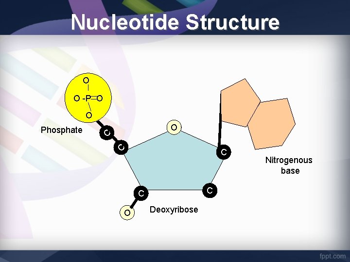 Nucleotide Structure O O -P O O Phosphate O C C C O Deoxyribose