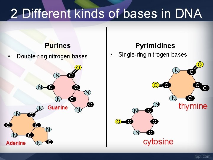 2 Different kinds of bases in DNA Purines • Pyrimidines • Single-ring nitrogen bases