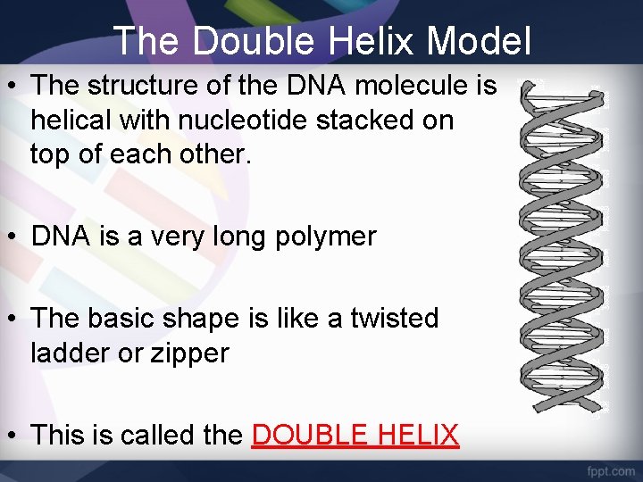 The Double Helix Model • The structure of the DNA molecule is helical with