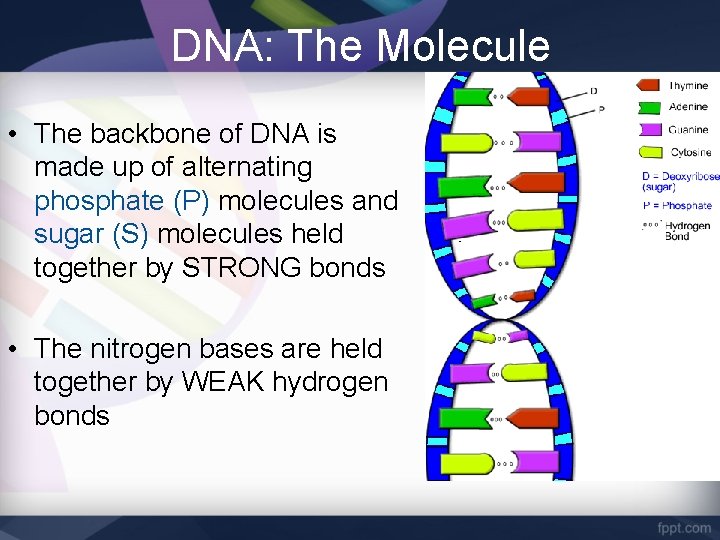 DNA: The Molecule • The backbone of DNA is made up of alternating phosphate