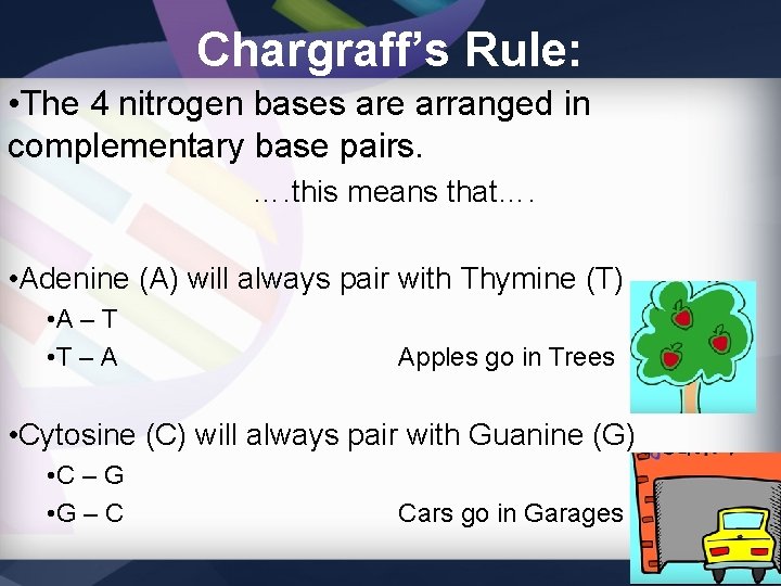 Chargraff’s Rule: • The 4 nitrogen bases are arranged in complementary base pairs. ….