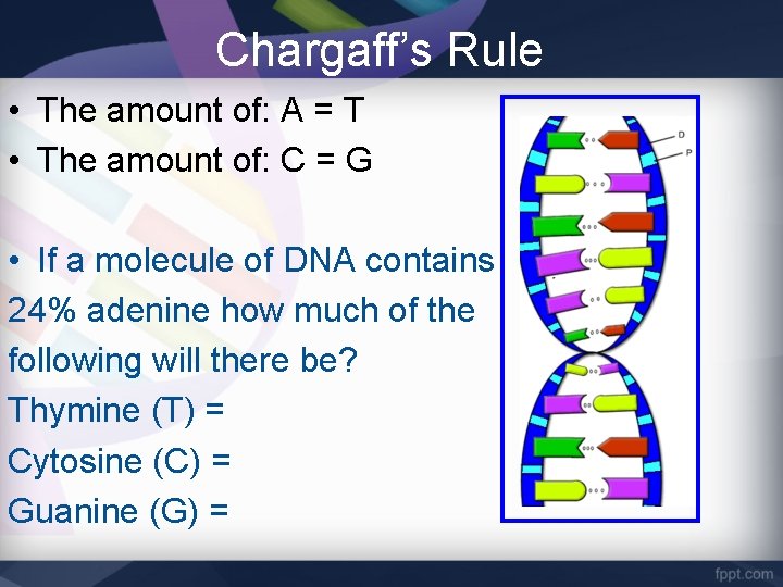 Chargaff’s Rule • The amount of: A = T • The amount of: C