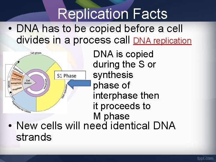 Replication Facts • DNA has to be copied before a cell divides in a