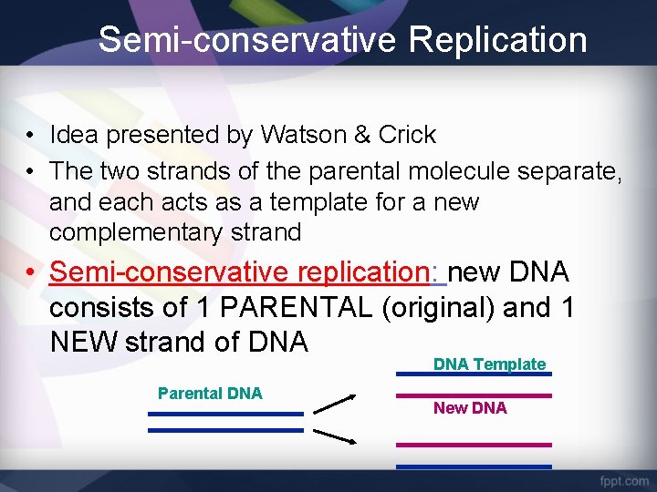 Semi-conservative Replication • Idea presented by Watson & Crick • The two strands of