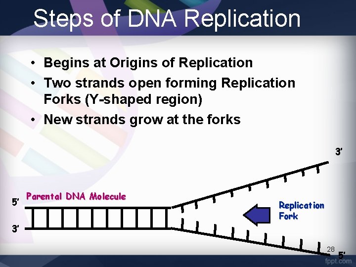 Steps of DNA Replication • Begins at Origins of Replication • Two strands open