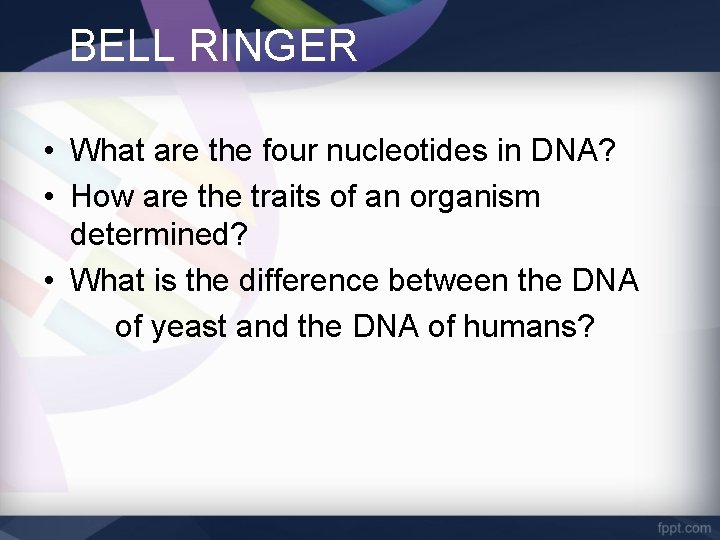 BELL RINGER • What are the four nucleotides in DNA? • How are the