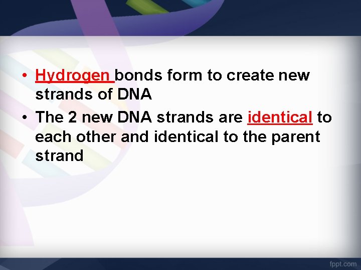  • Hydrogen bonds form to create new strands of DNA • The 2