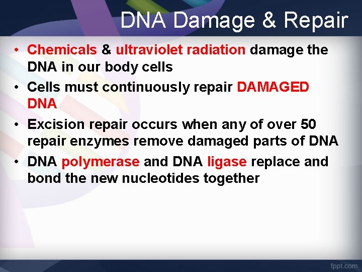 DNA Damage & Repair • Chemicals & ultraviolet radiation damage the DNA in our