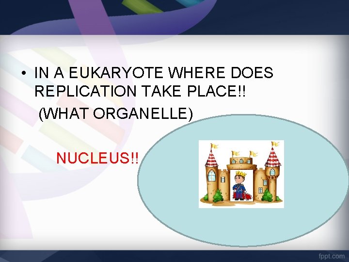  • IN A EUKARYOTE WHERE DOES REPLICATION TAKE PLACE!! (WHAT ORGANELLE) NUCLEUS!! 