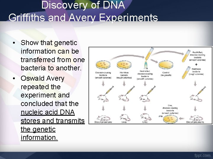 Discovery of DNA Griffiths and Avery Experiments • Show that genetic information can be