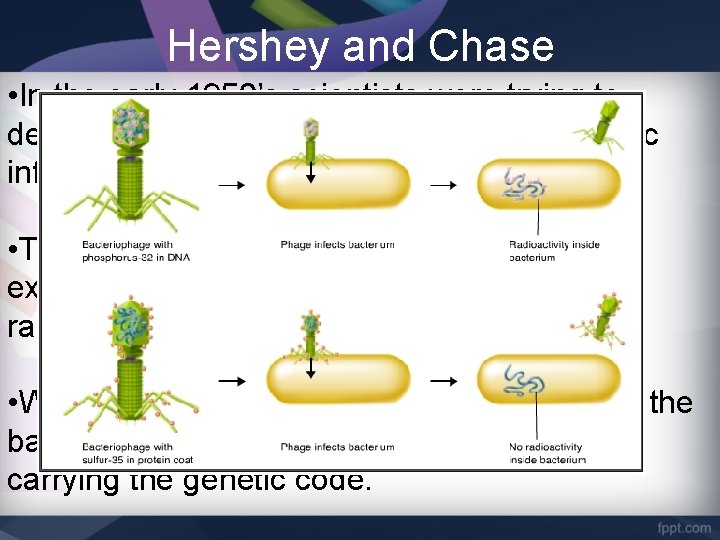 Hershey and Chase • In the early 1950’s scientists were trying to determine what