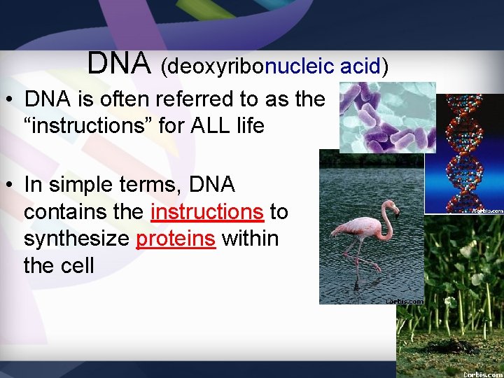 DNA (deoxyribonucleic acid) • DNA is often referred to as the “instructions” for ALL