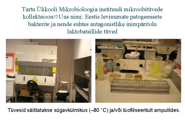 Tartu Ülikooli Mikrobioloogia instituudi mikroobitüvede kollektsioon Uus nimi: Eestis levinumate patogeensete bakterite ja nende
