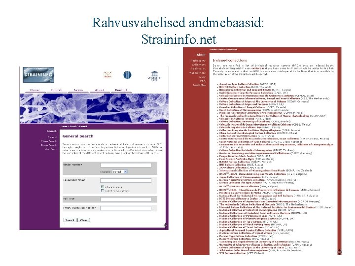 Rahvusvahelised andmebaasid: Straininfo. net 