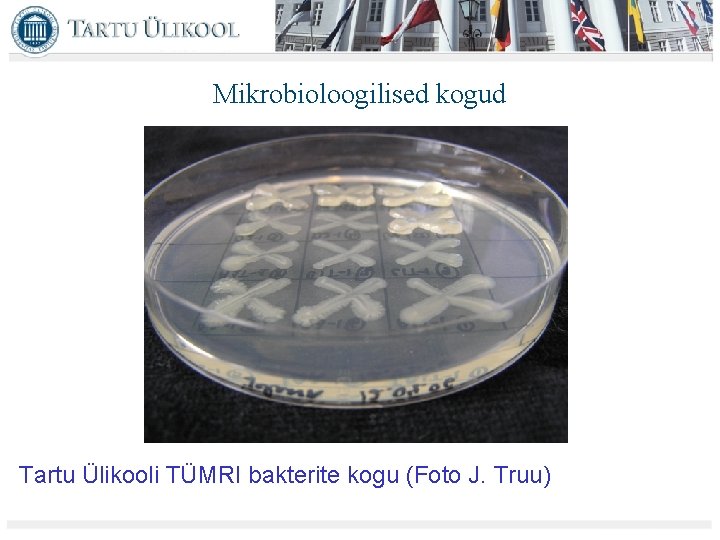 Mikrobioloogilised kogud Tartu Ülikooli TÜMRI bakterite kogu (Foto J. Truu) 