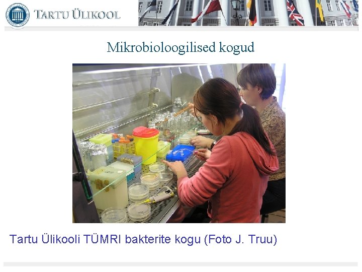 Mikrobioloogilised kogud Tartu Ülikooli TÜMRI bakterite kogu (Foto J. Truu) 