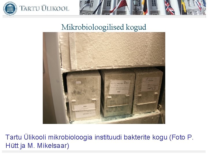 Mikrobioloogilised kogud Tartu Ülikooli mikrobioloogia instituudi bakterite kogu (Foto P. Hütt ja M. Mikelsaar)