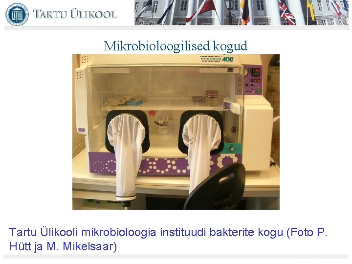 Mikrobioloogilised kogud Tartu Ülikooli mikrobioloogia instituudi bakterite kogu (Foto P. Hütt ja M. Mikelsaar)