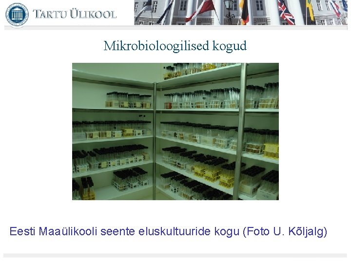 Mikrobioloogilised kogud Eesti Maaülikooli seente eluskultuuride kogu (Foto U. Kõljalg) 