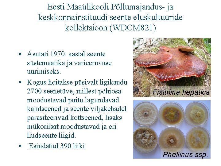 Eesti Maaülikooli Põllumajandus- ja keskkonnainstituudi seente eluskultuuride kollektsioon (WDCM 821) • Asutati 1970. aastal