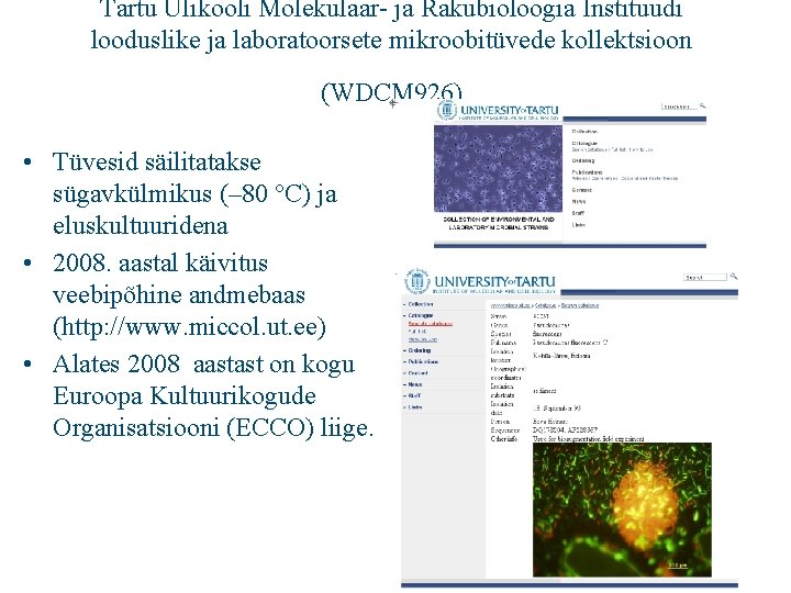 Tartu Ülikooli Molekulaar- ja Rakubioloogia Instituudi looduslike ja laboratoorsete mikroobitüvede kollektsioon (WDCM 926) •