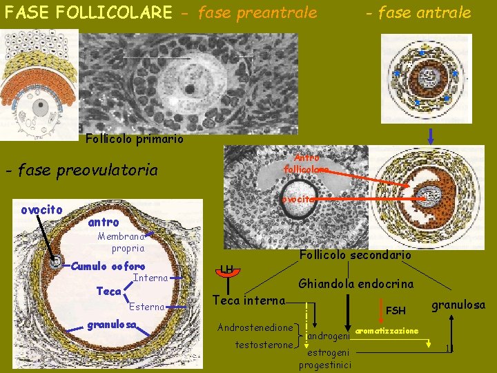 FASE FOLLICOLARE - fase preantrale - fase antrale * * * Follicolo primario Antro