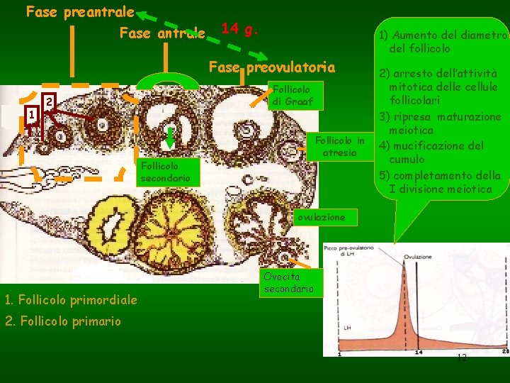 Fase preantrale Fase antrale 14 g. Fase preovulatoria 1 Follicolo di Graaf 2 Follicolo