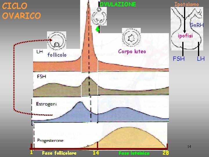 CICLO OVARICO OVULAZIONE Ipotalamo Gn. RH ipofisi Corpo luteo follicolo 1 Fase follicolare 14